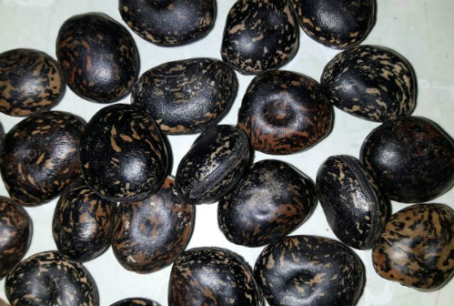 Hạt đậu Lào có vỏ khá cứng và được bán với giá 50.000 đồng một hạt.